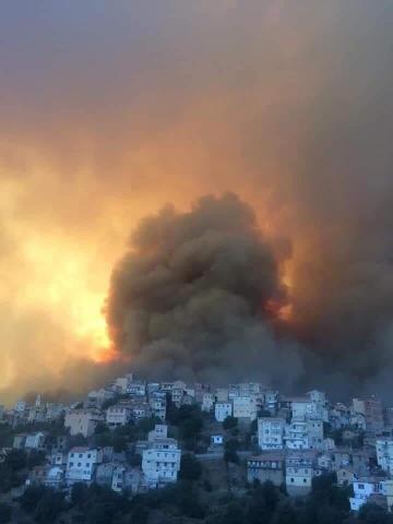 الجزائر.. حملة تشجير واسعة ردا على حرائق الغابا