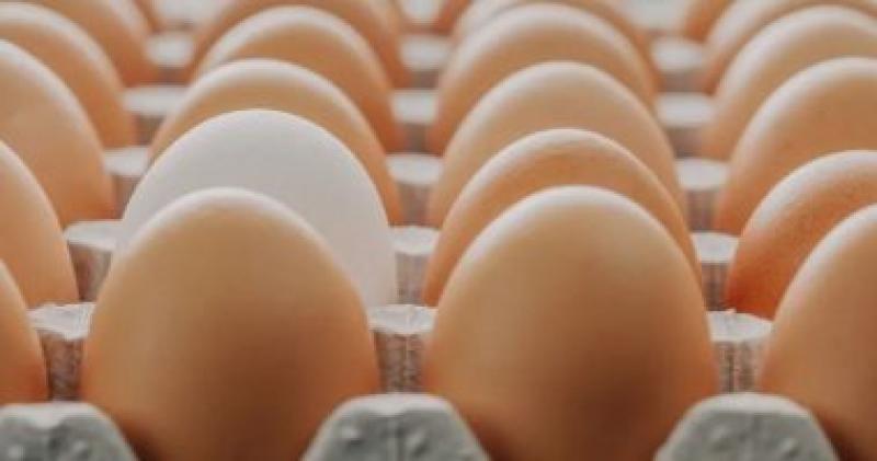 الزراعة تطرح بيض بأسعار مخفضة